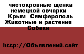 чистокровные щенки немецкой овчарки - Крым, Симферополь Животные и растения » Собаки   